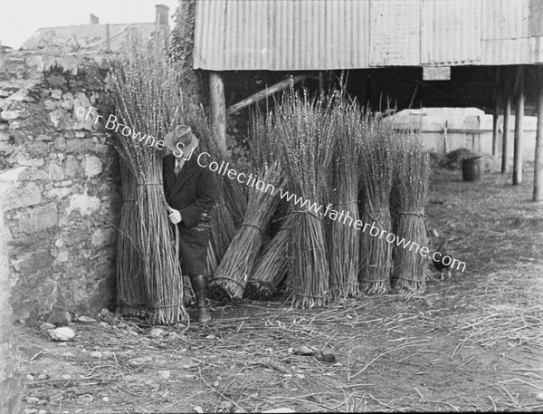 STEAMING SALLIES TO REMOVE BARK